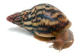 Lissachatina albopicta typ 4 subadult